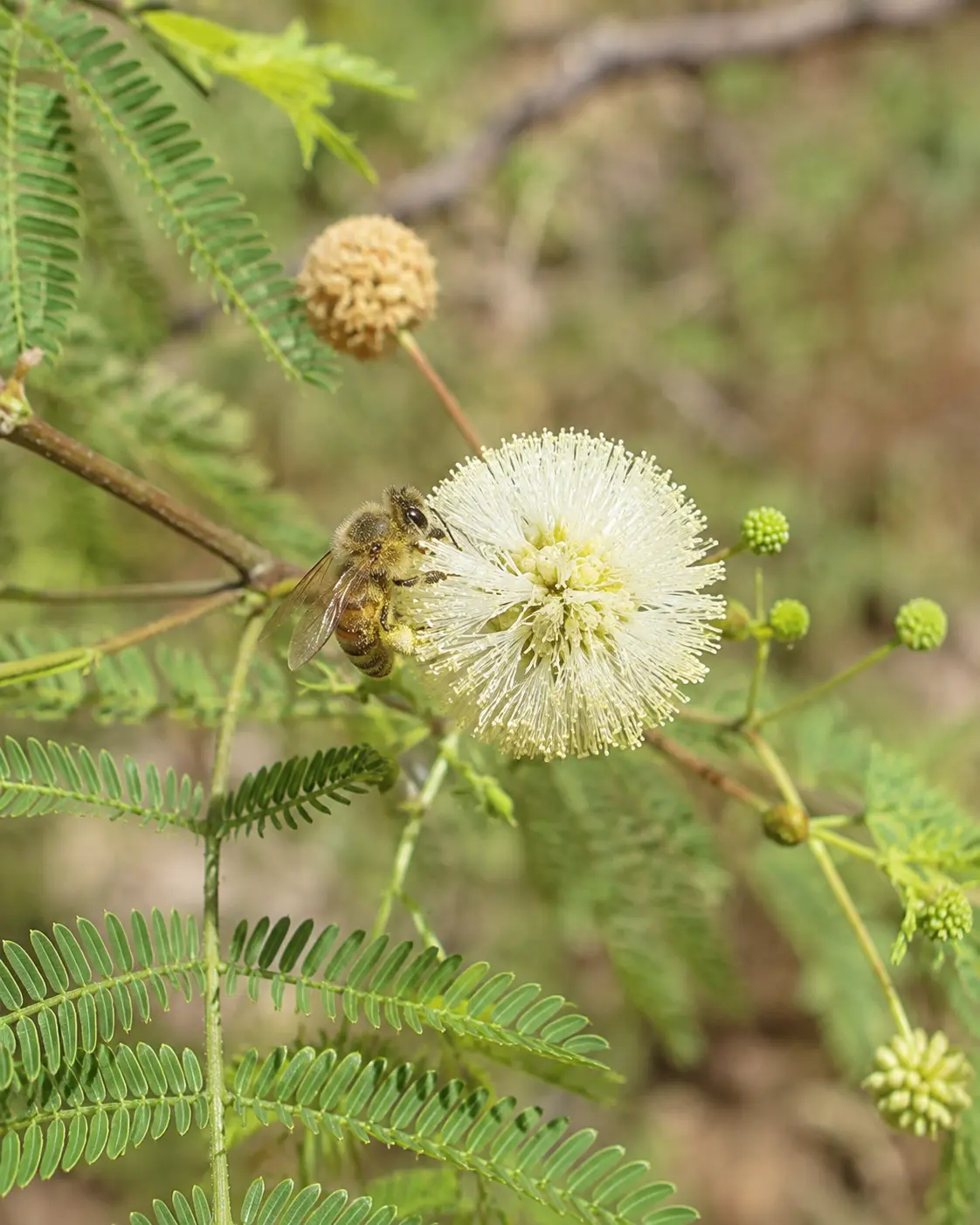 Huajillo