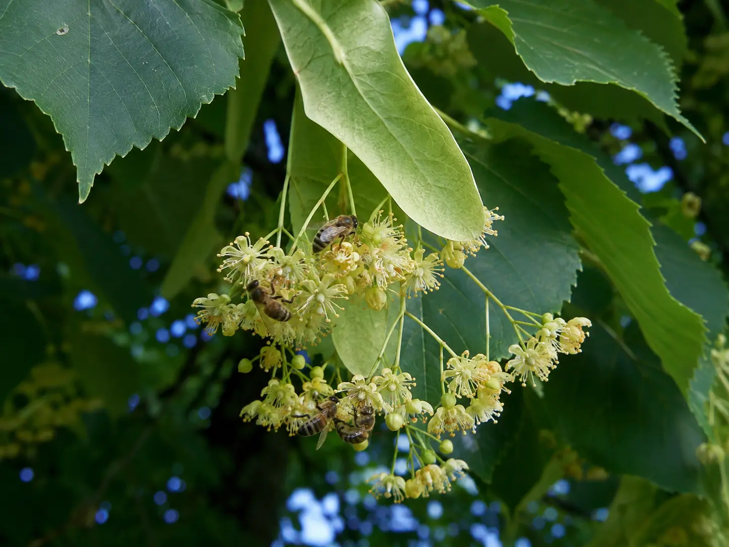 Basswood