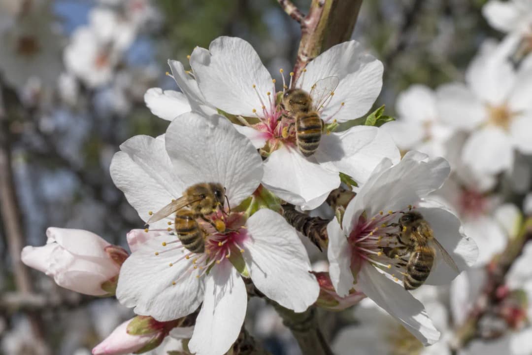 Almond Blossom