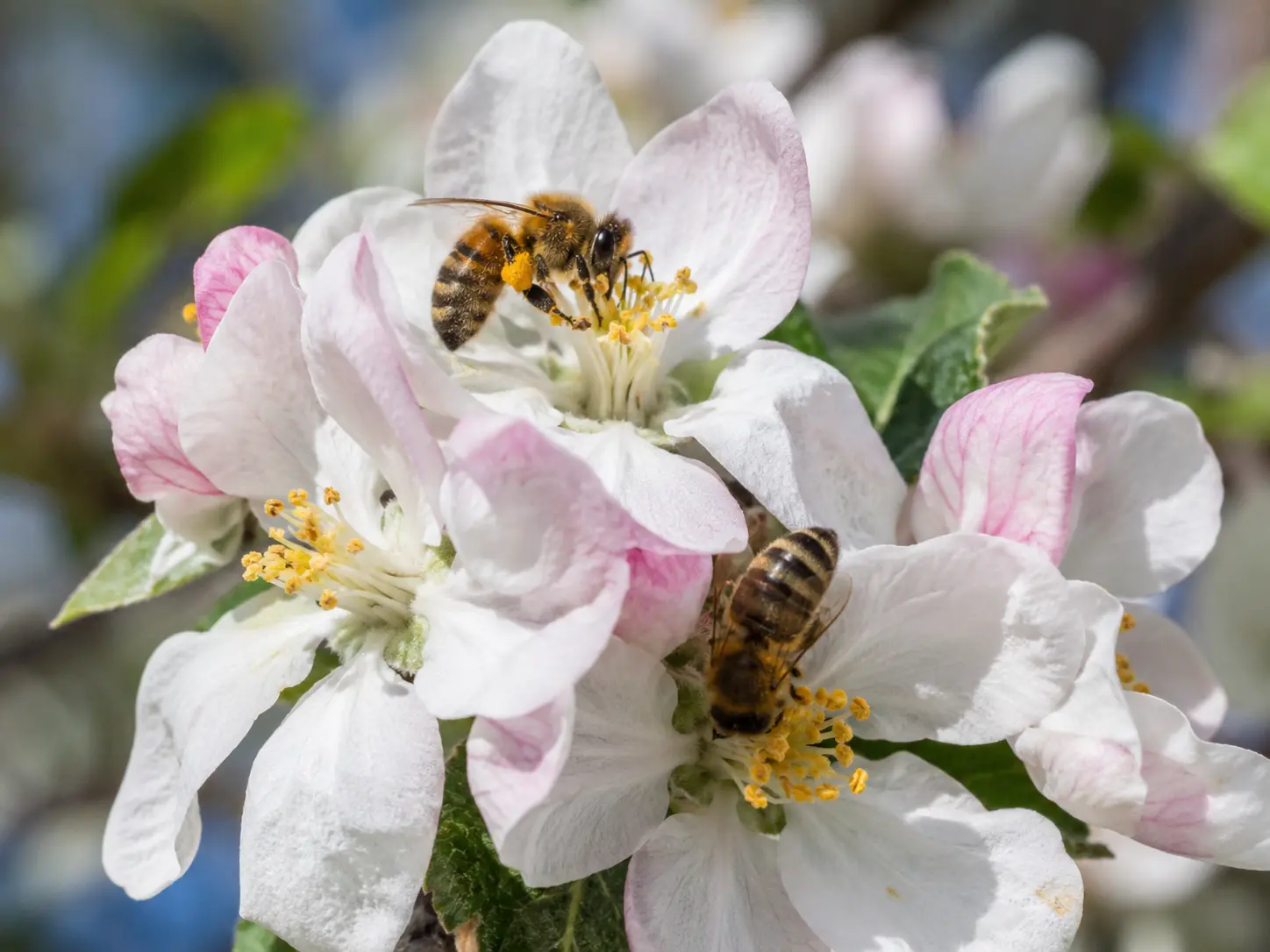 Apple Blossom