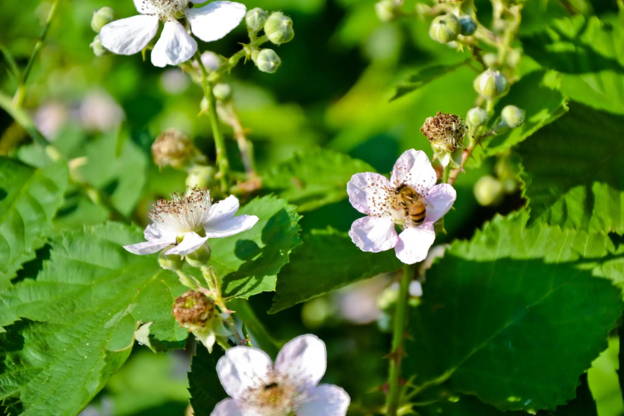 Blackberry