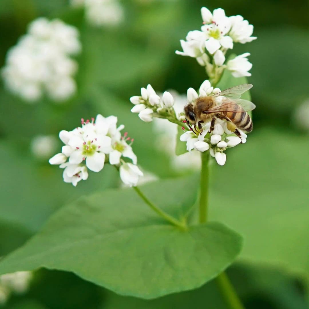 Buckwheat