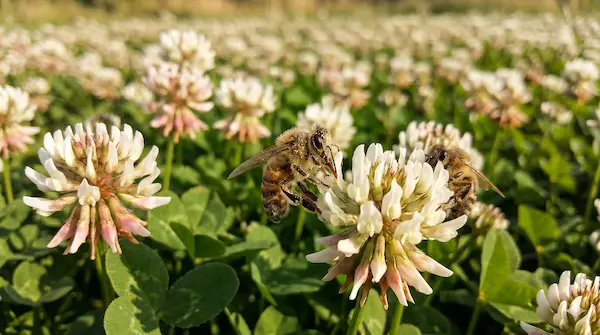 Clover