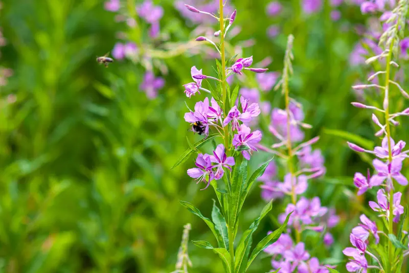 Fireweed