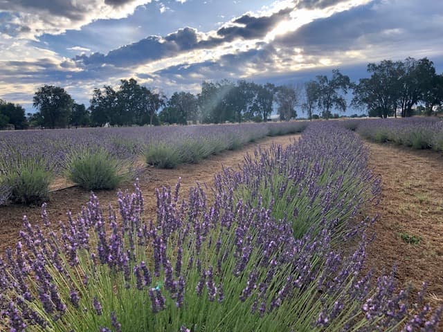 D.A.M.N. GOOD LAVENDER FARM AND APIARY - Image 1