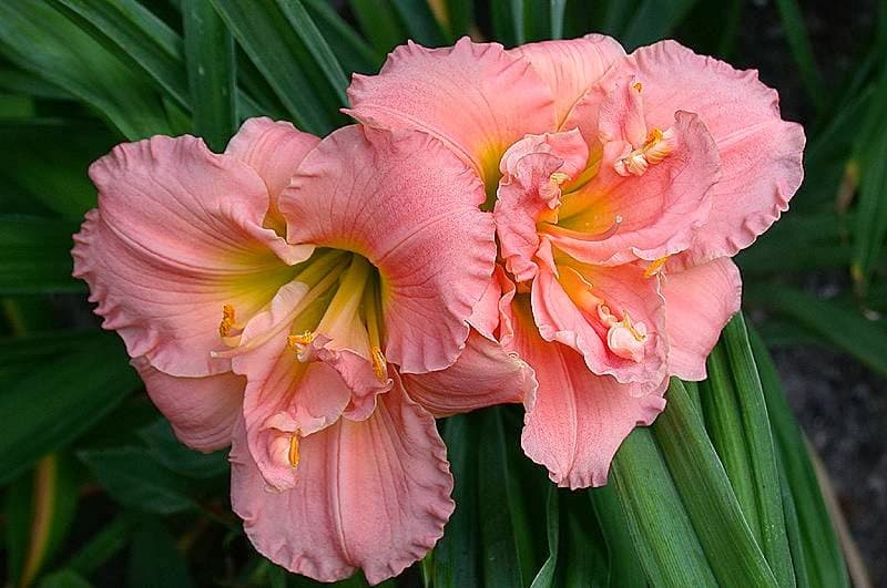 Golden Rayes Daylilies and Apiary - Image 1
