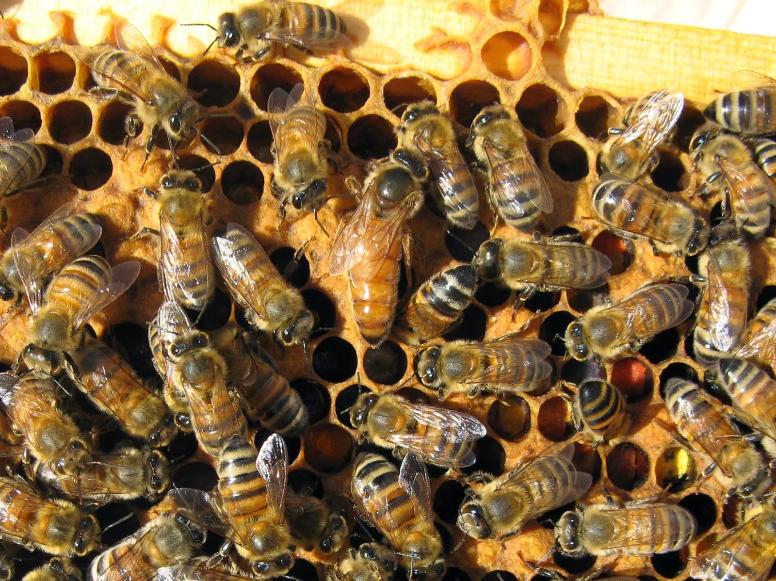 H & R Apiaries and Roberts Bee Company - Image 1
