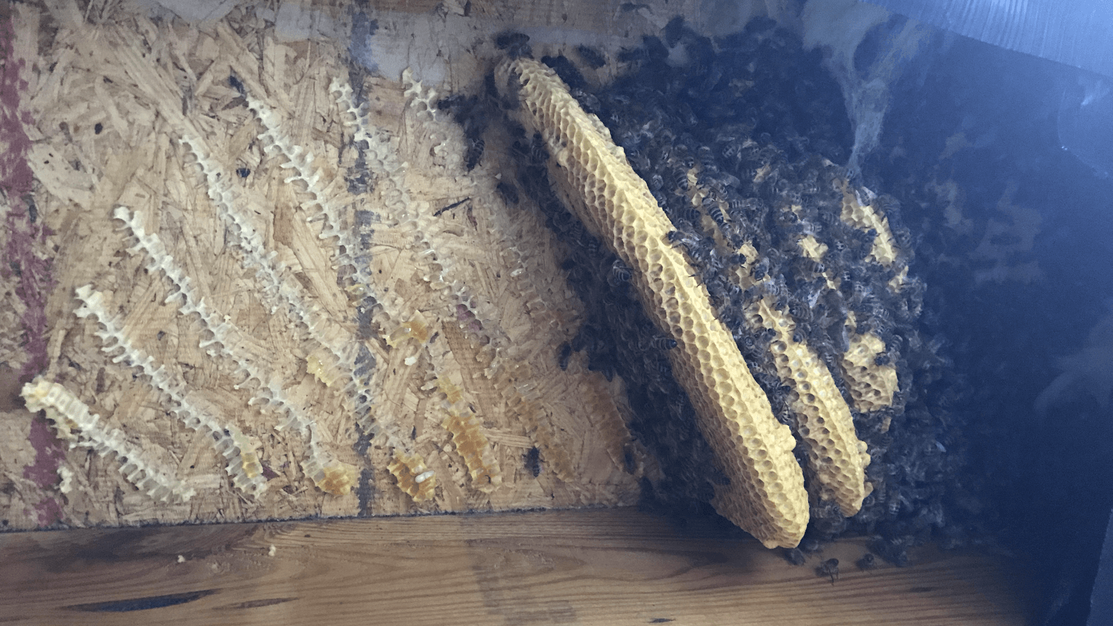 Fraccica Apiaries, LLC