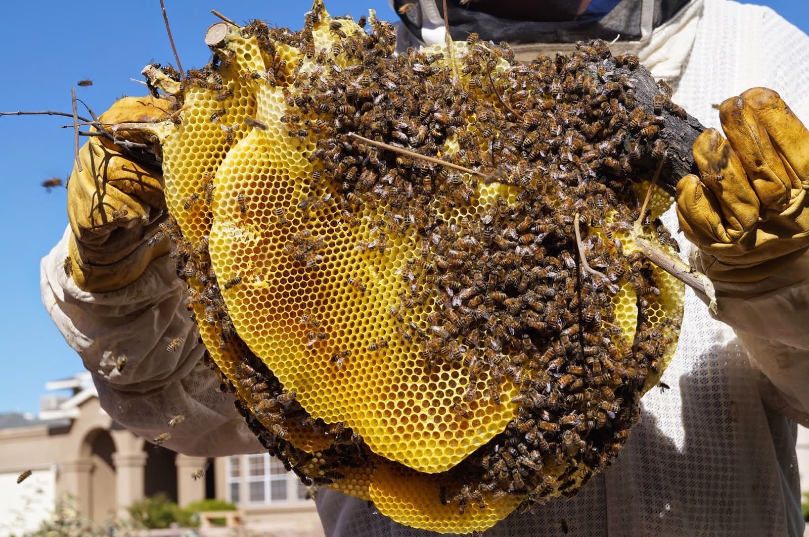 Honey Bee Rescue Farm - Image 1