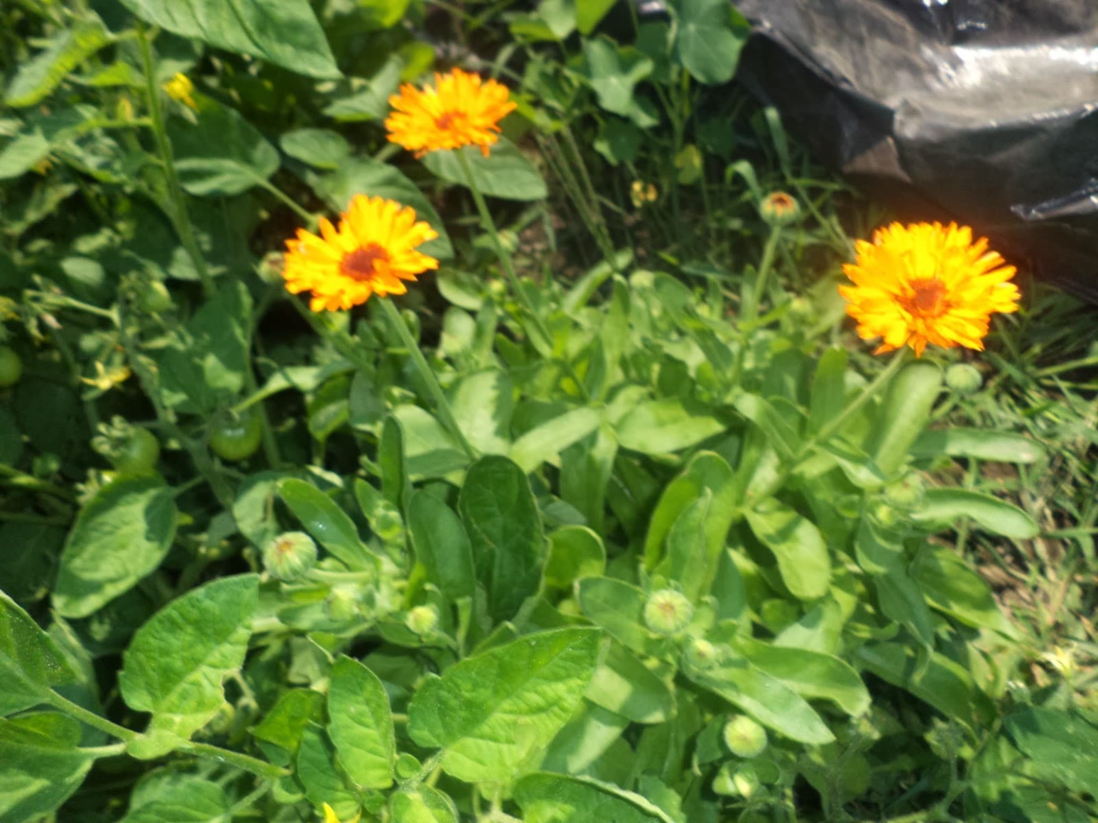 Honey Hill Organic Farm and Apiary