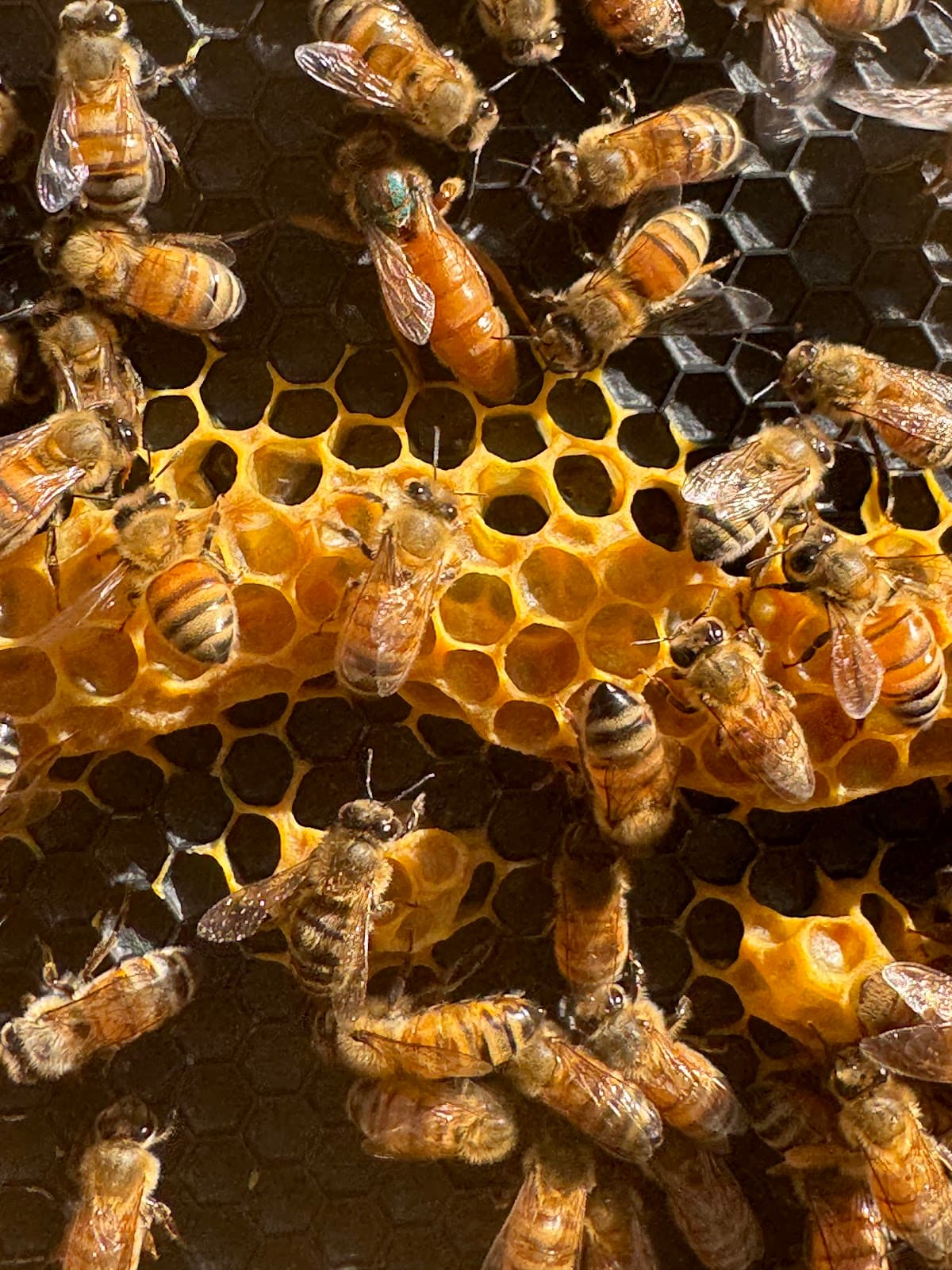 Lappe's Bee Supply and Honey Farm LLC