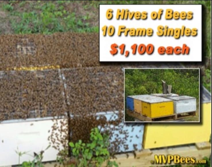 MVP Bees - Image 1