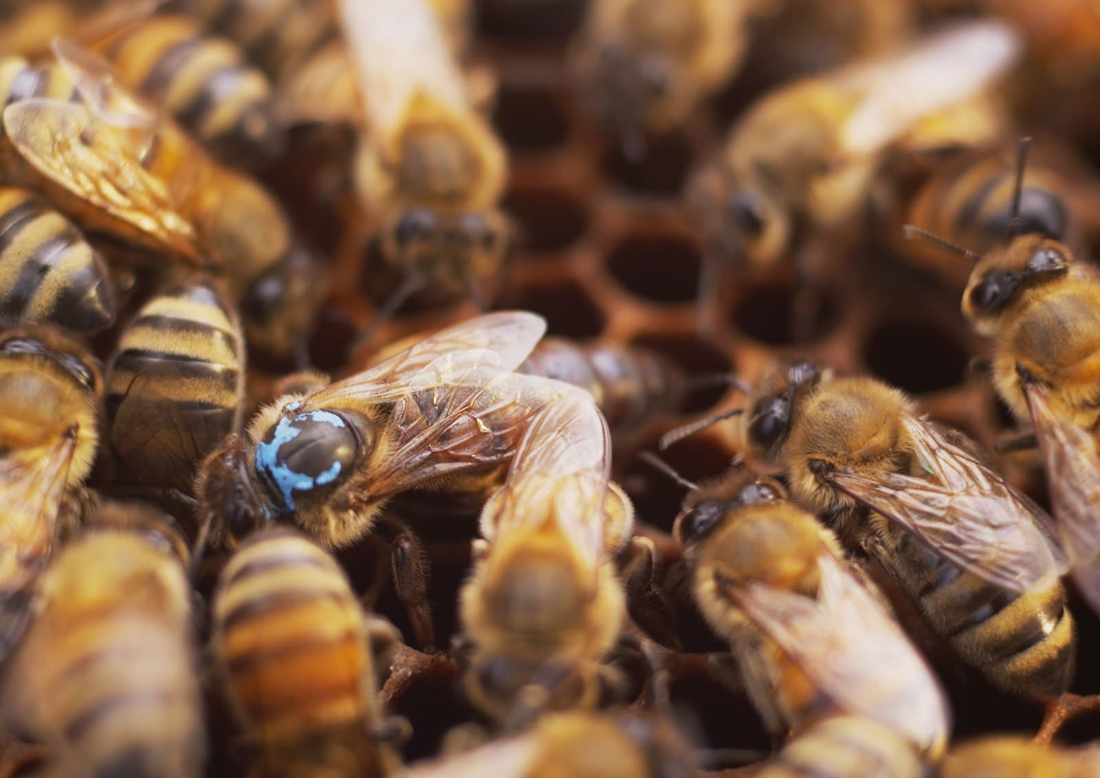 Olivarez Honey Bees - Image 1