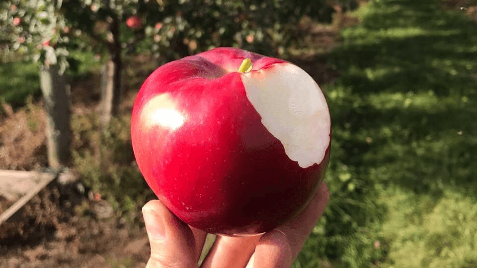 Pleasant View Orchard and Bakery