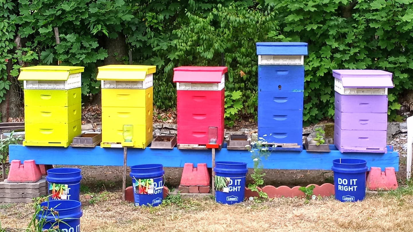 Romani's Apiary - Image 1