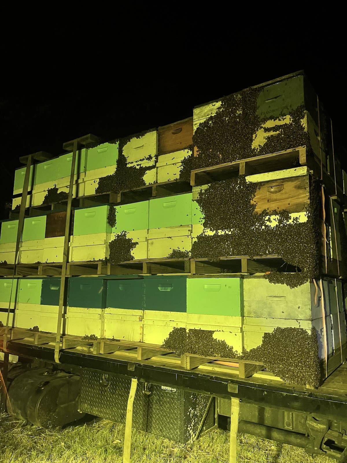 Royal Bees and Honey - Image 1