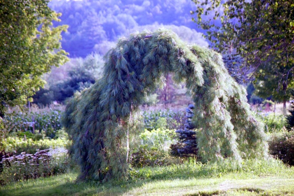Weeping Pine Farm and Apiaries - Image 1