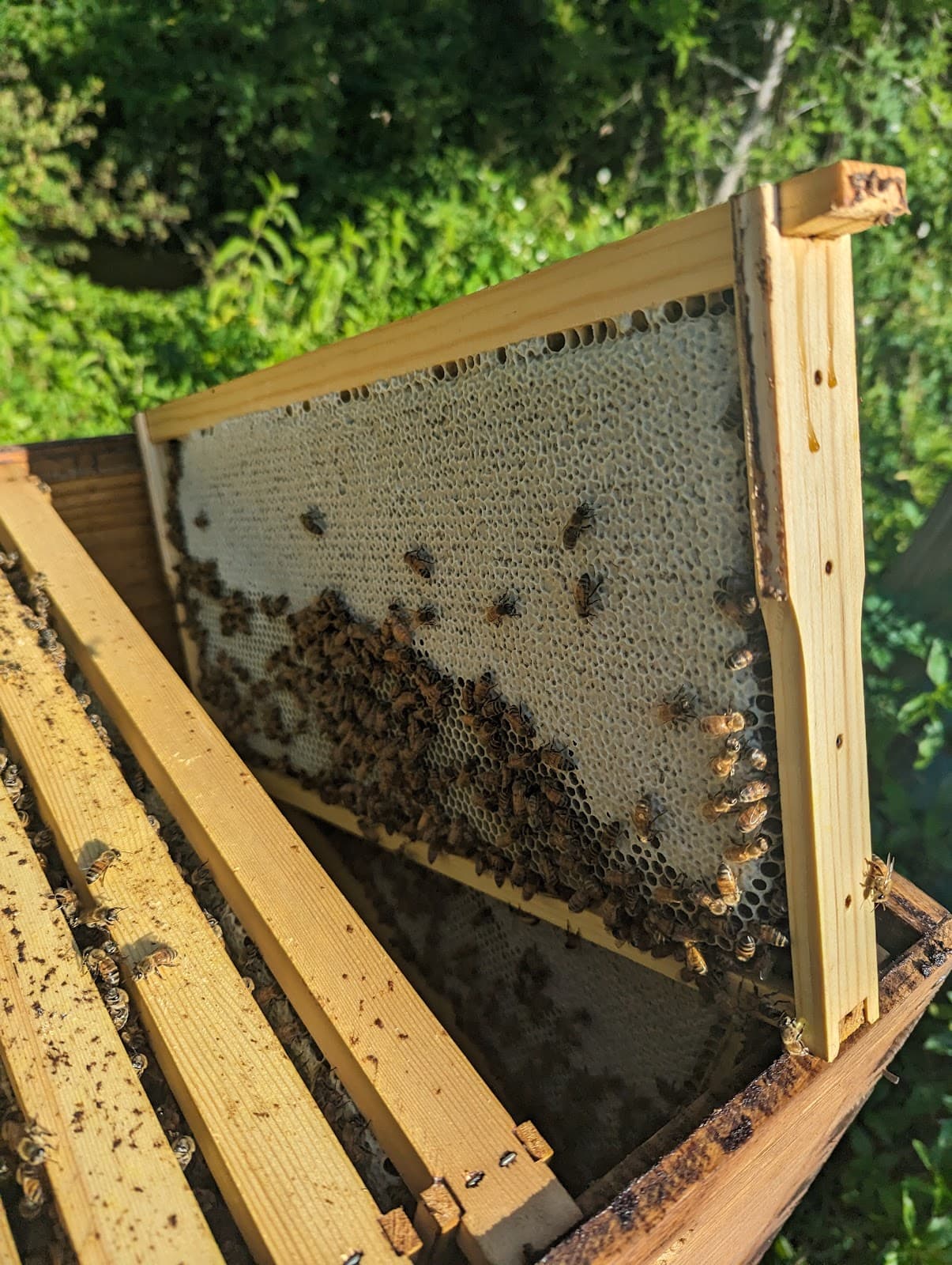 B & S Apiary and Regenerative Farm